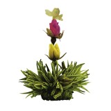 Tea Jewel "Special Edition Abloom"