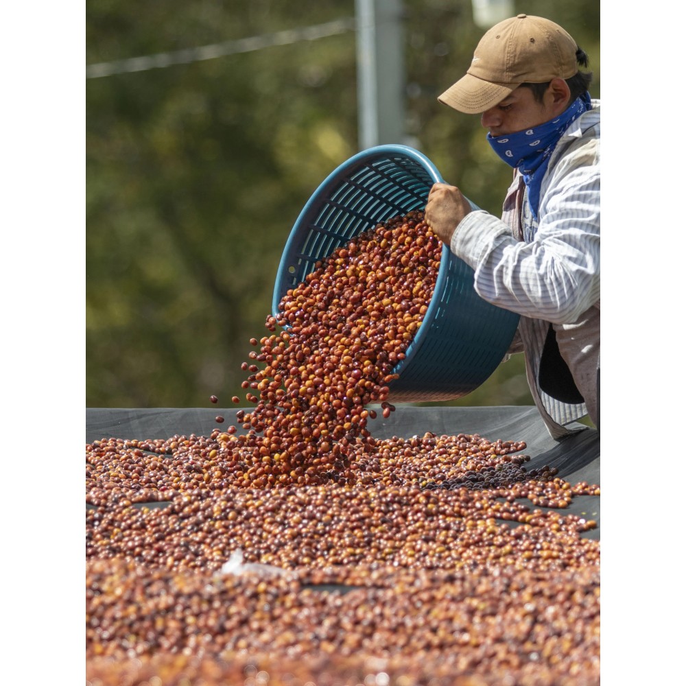Nicaragua Finca La Esmeralda