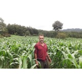 Honduras -  Los Geranios
