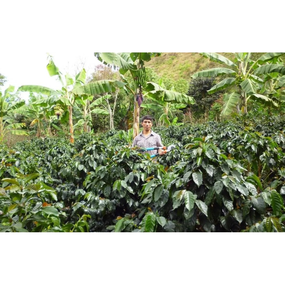 Peru Cedros Cafe
