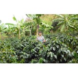 Peru Cedros Cafe